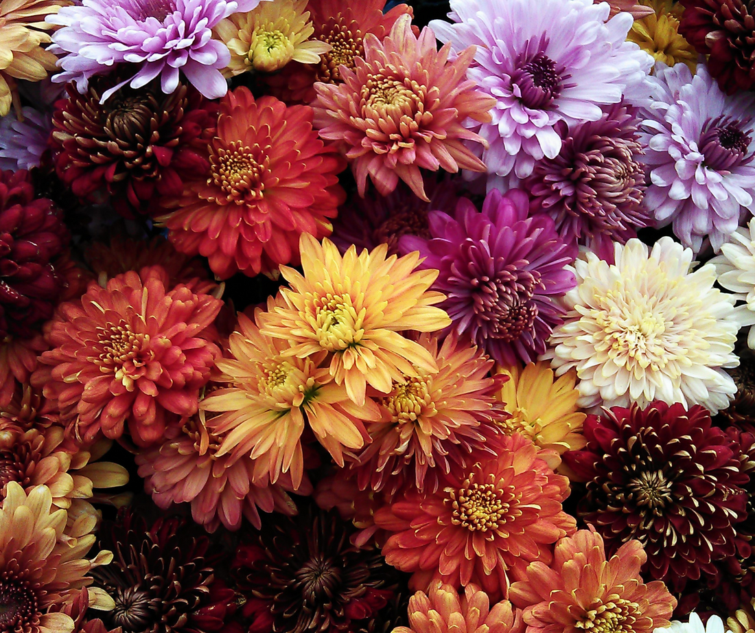 Chrysanten, de geboortebloem van november