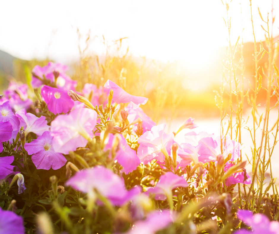 De geboortebloem van september: de dagbloem