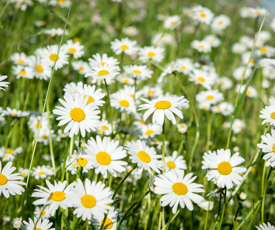 Het madeliefje: de geboortebloem van april en haar betekenis