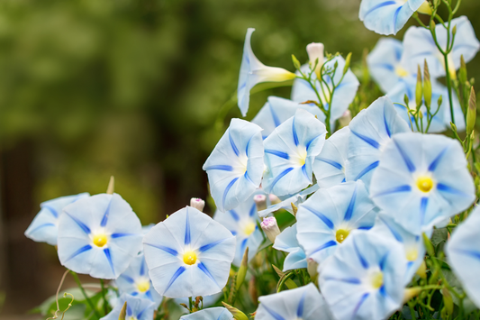 Ben jij geboren in september? Dít is jouw geboortebloem