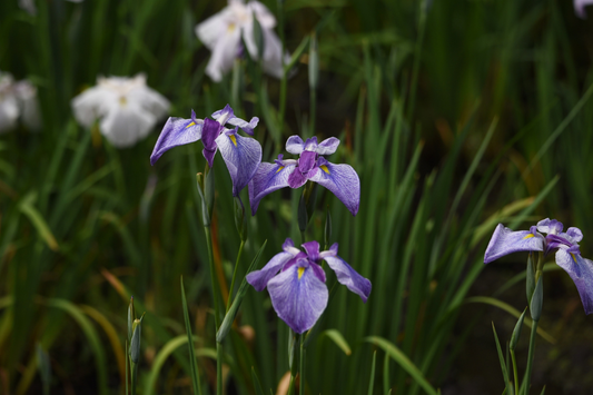 De geboortebloem van februari: de iris en haar betekenis