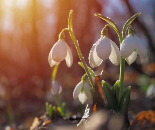 De geboortebloem van januari: het sneeuwklokje en haar betekenis