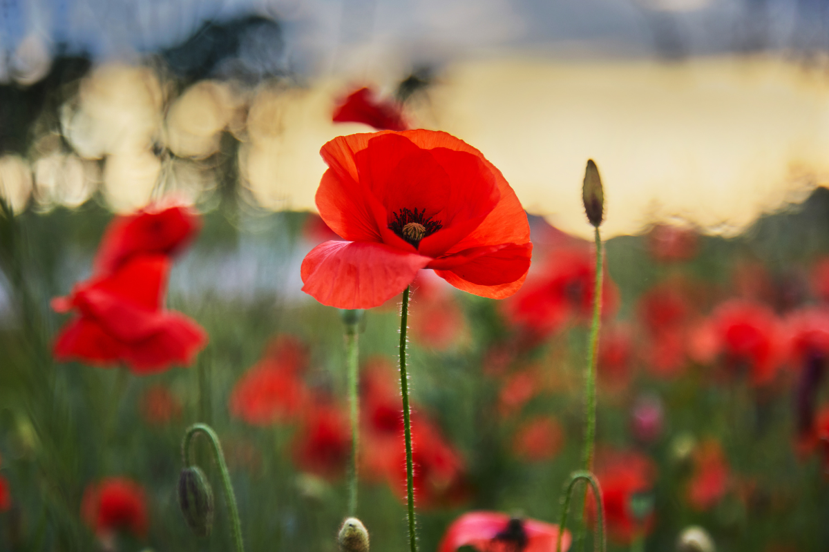 De geboortebloem van augustus: de klaproos