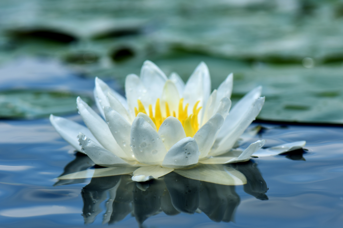 De geboortebloem van juli: de waterlelie