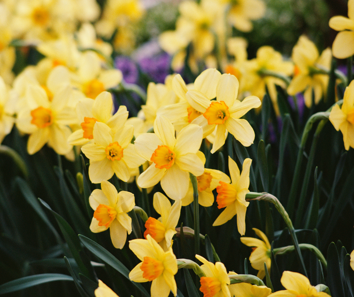 De geboortebloem van maart: de narcis